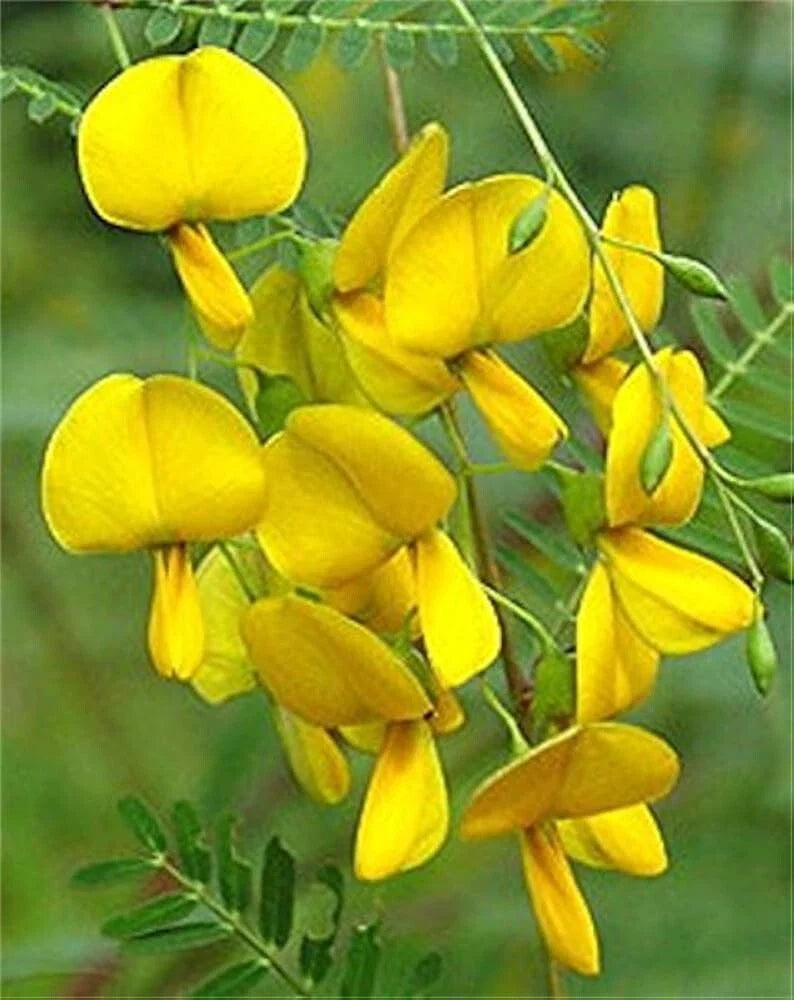 Sesbania Sesban Seeds - 30+ Yellow Flowering Perennial Shrub Seeds for Garden, Horticulture, Wildlife Habitat, Sesbania sesban