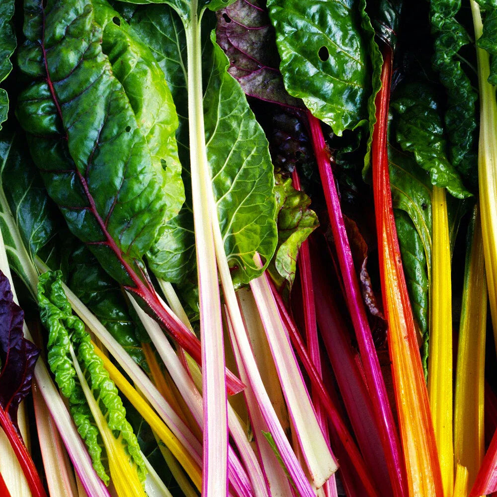 Rainbow Swiss Chard Seeds - 50 Ct Non-GMO Vegetable Seeds - Beta vulgaris var. cicla - USA Grown