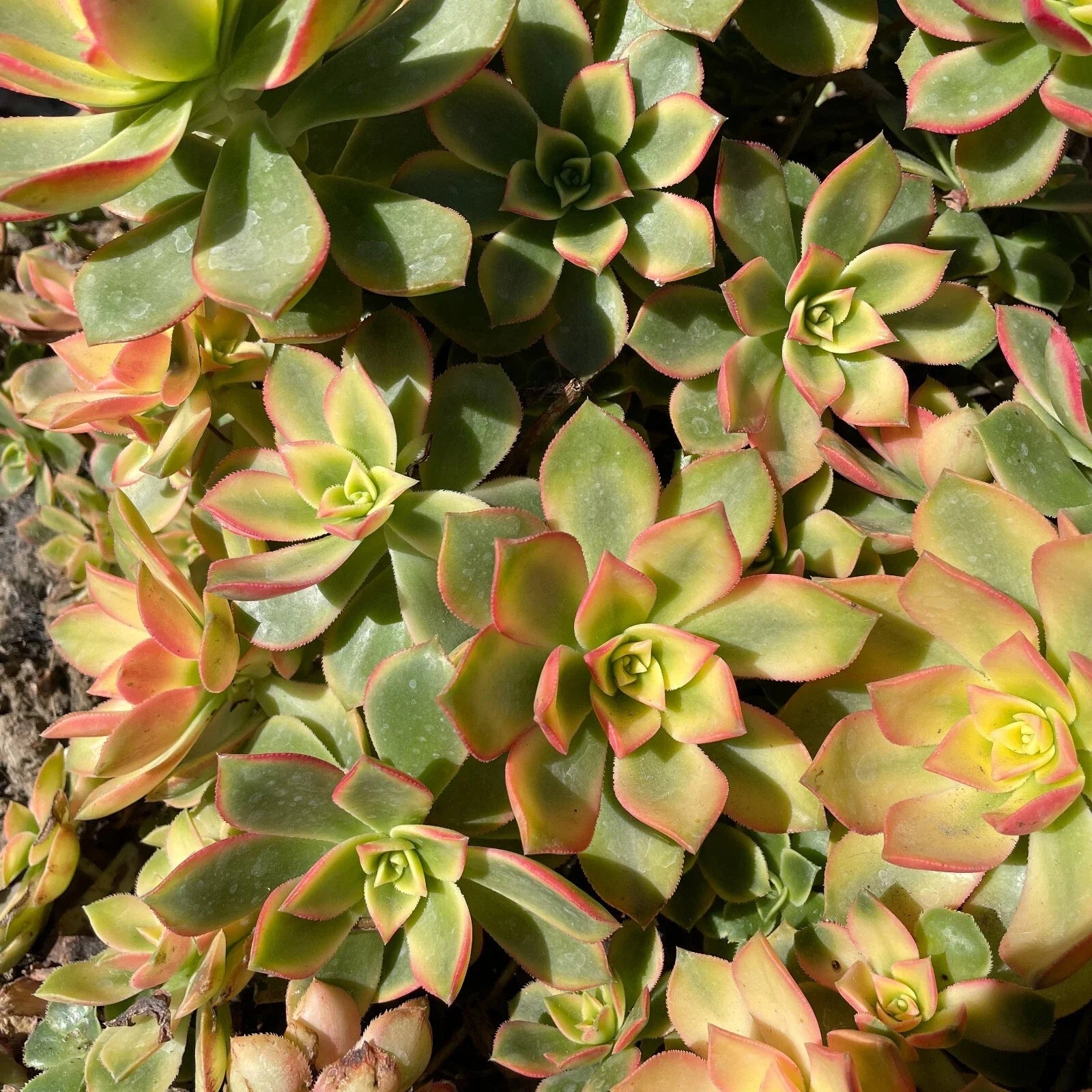 Aeonium Kiwi Variegated Succulent Cuttings - "Dream Color" Green Pink Variegation for Indoor & Outdoor Gardens