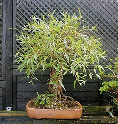 Bonsai Globe Willow Tree Cutting | Large Thick Trunk | Naturally Round Shape | Salix babylonica