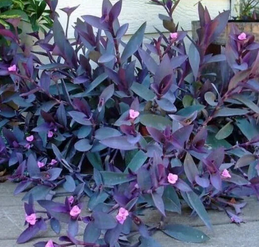 Purple Heart Wandering Jew Cuttings - 5 Pack of 6 Inch Tradescantia Pallida