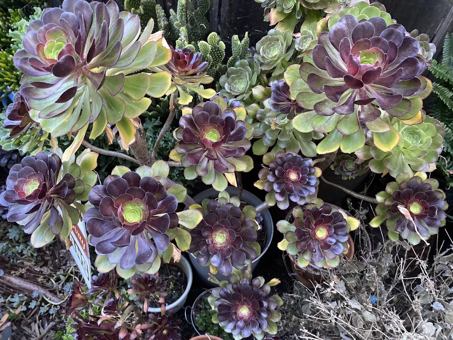 Black Rose Succulent Cuttings - 5 Aeonium Arboreum 'Zwartkop' - Dark Purple Cactus Plants