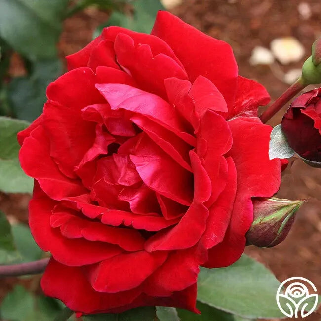 Don Juan Climbing Rose Cuttings - 3 Stems, Velvety Red Blooms, Fragrant, Live Unrooted Rosa 'Don Juan'