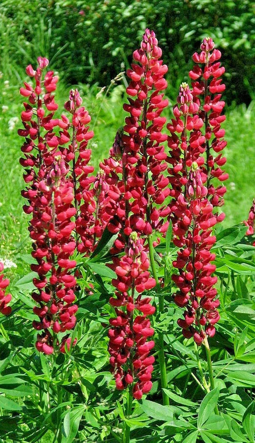 Tall Red Russell Lupine Seeds - Lupinus polyphyllus 'My Castle' 50 Seeds for Garden, Pollinator Attracting, Full Sun to Partial Shade