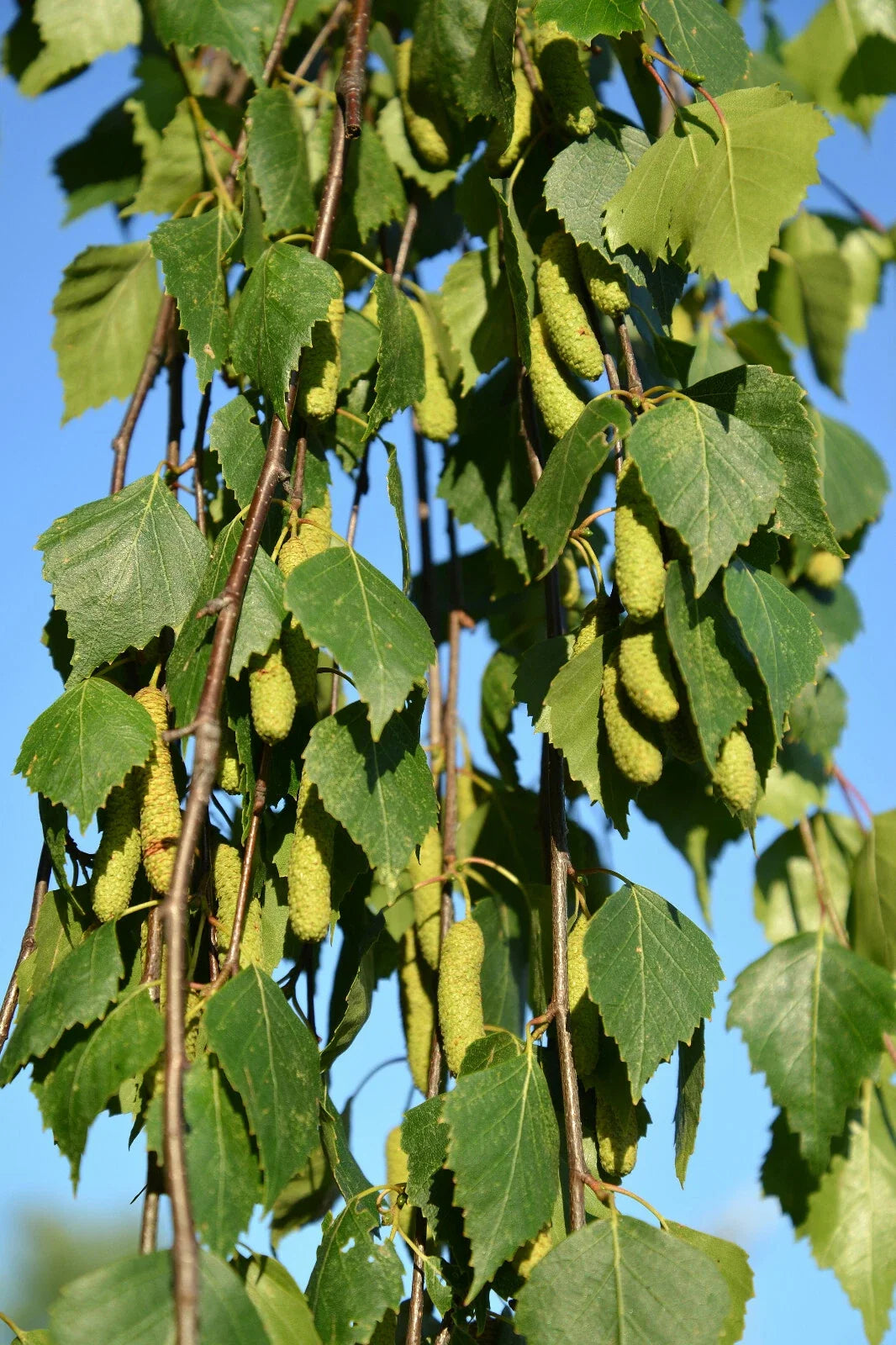 Weeping Birch Seeds - 1000 Count Betula Pendula 'Youngii' Bonsai Tree Seeds for Garden & Landscape
