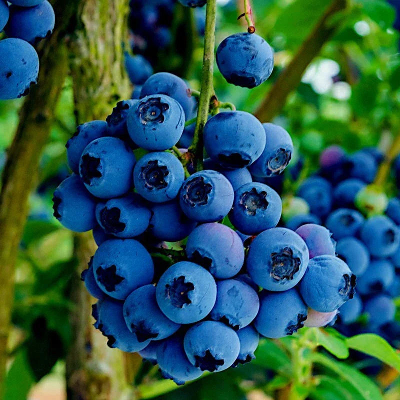 Blueberry Tree Seeds Southern Highbush - Cold Hardy Vaccinium corymbosum for NJ Gardens