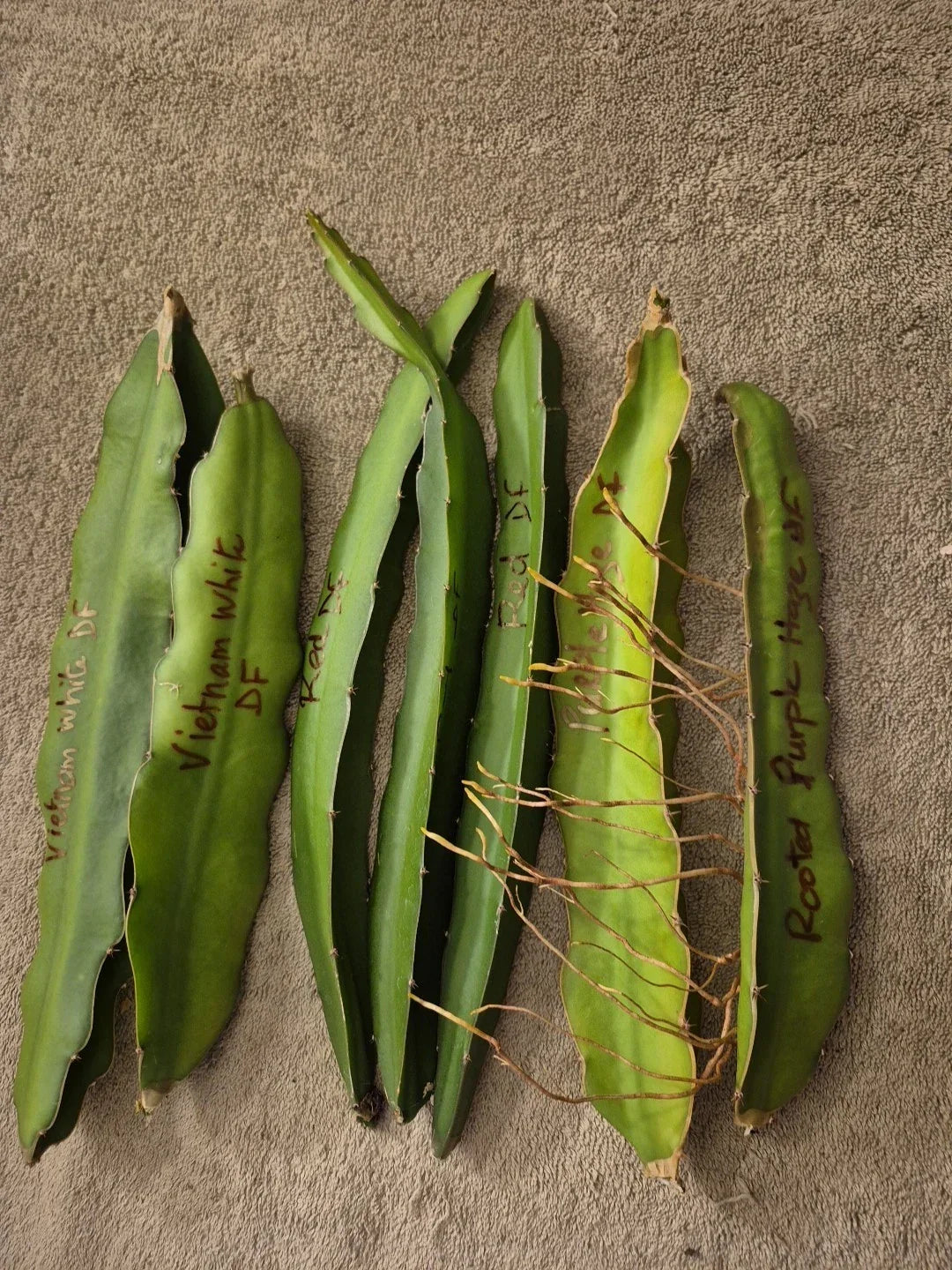 Lot of 6 Dragon Fruit Cuttings & 1 Rooted Plant - Vietnam White, Red, Purple Varieties - Hylocereus spp.