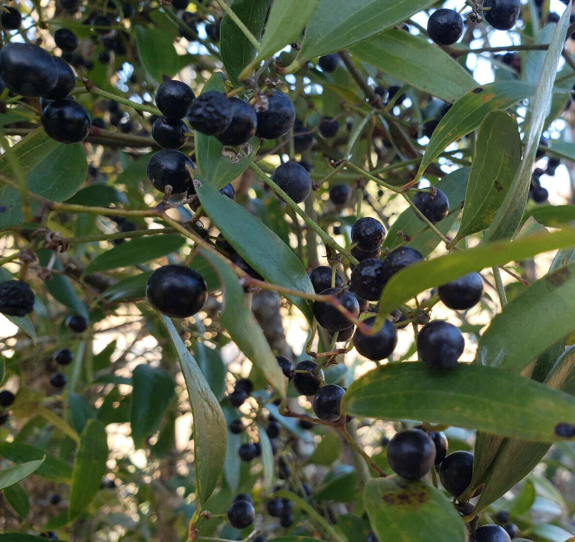 Laurel Greenbrier Seeds | Smilax Laurifolia | Florida Native Climbing Vine | Wildlife Friendly Garden Plant | 5 Pack