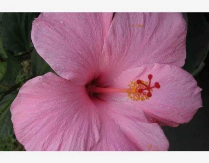 Seminole Pink Hibiscus Live Plant Starter - Hibiscus rosa-sinensis, Tropical Indoor/Outdoor, 5" Tall, Bare Root
