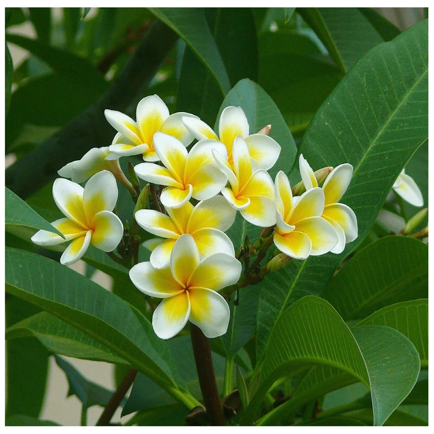 Hawaiian Plumeria Frangipani Cutting 12-14" Yellow White Moililli Gold Tropical Plant