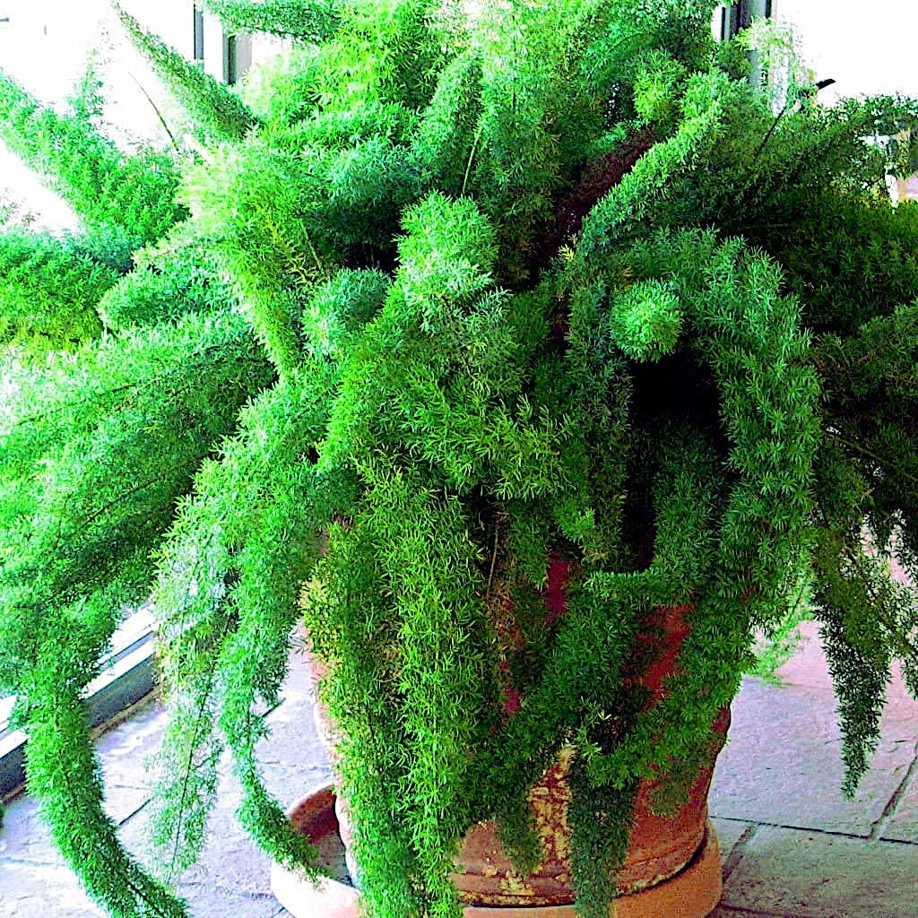 Asparagus Foxtail Fern Seeds - 10 Pack, Tropical Houseplant, Feathery Foliage, Asparagus densiflorus 'Myers'