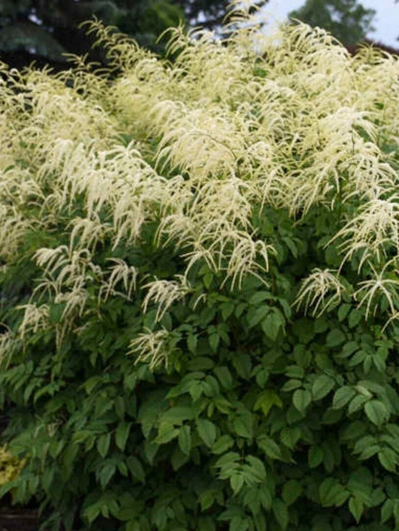 Aruncus dioicus Seeds - Goats Beard Perennial Flowering Plant - 40+ Seeds for Garden, Shade, Woodland Borders