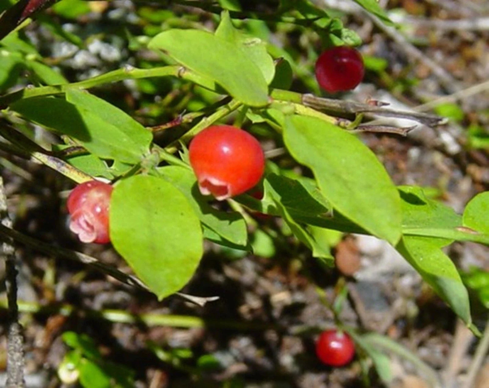Red Huckleberry Seeds - 50+ Vaccinium parvifolium Native Edible Plant, Pre-Stratified Seeds for Garden, Wildlife & Pollinators