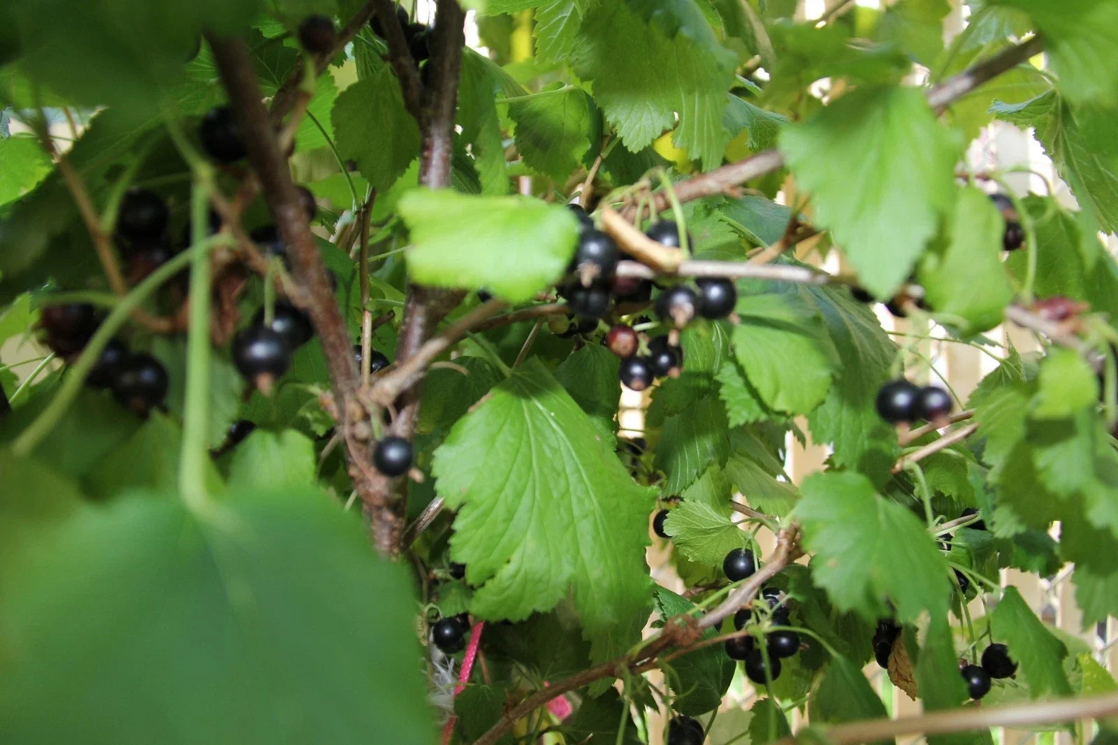 Black Currant Live Plant - 2 Year Old Ribes nigrum, 18-25 Inches Tall, Edible Berry Bush for Garden or Container