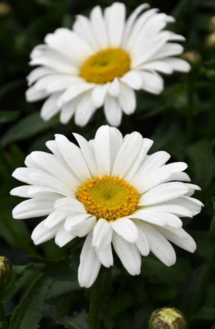 Sweet Daisy Christine Shasta Daisy Plant - Bare Root with White, Yellow, Gold Flowers - Leucanthemum x superbum