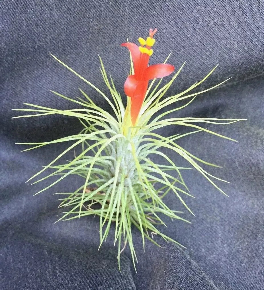 Tillandsia funkiana Air Plant - Unique Indoor Decor - Single Epiphytic Plant for Terrariums and Mounting
