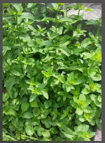 Balm of Gilead Spearmint Bareroot Organic Plant - Culinary Aromatic Herb