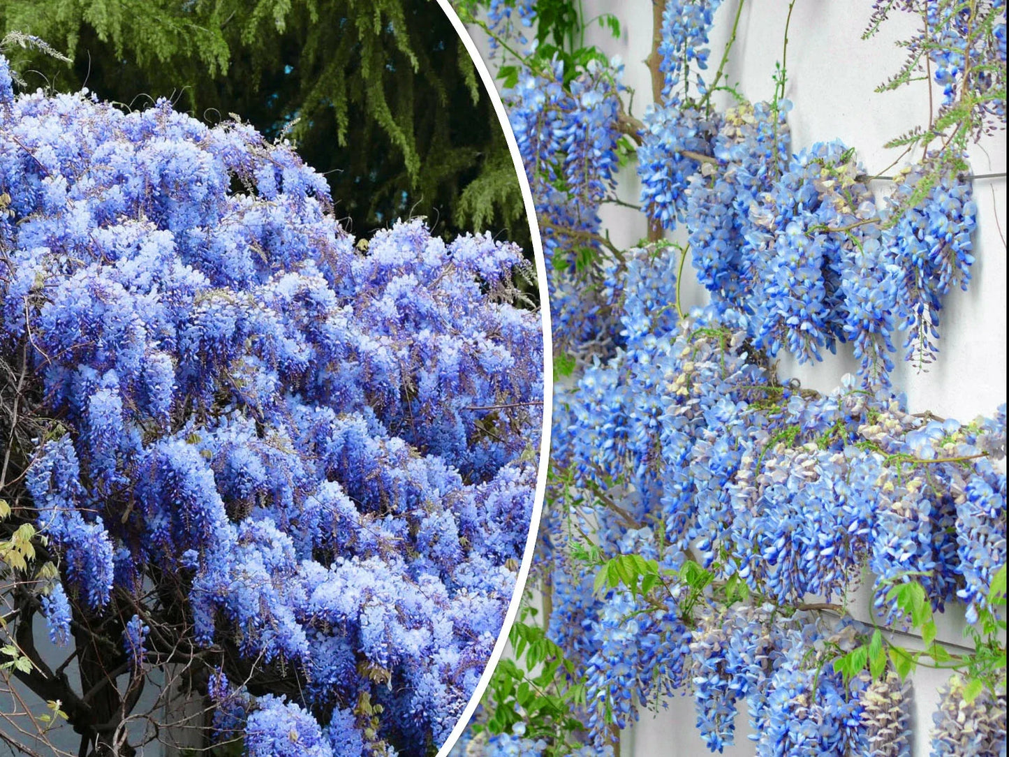 Blue Chinese Wisteria Seeds - Perennial Climbing Vine with Blue Flowers - Wisteria sinensis - Free Shipping