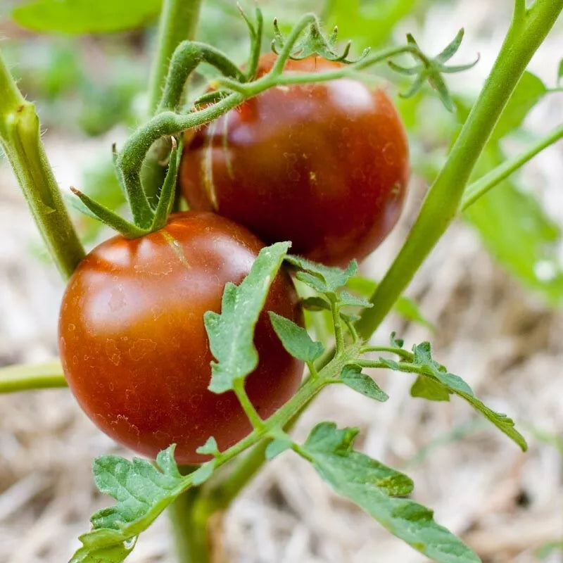 Black Prince Tomato Seeds, Non-GMO Heirloom, Indeterminate Solanum lycopersicum, 30 Seeds for Home Garden & Container Planting