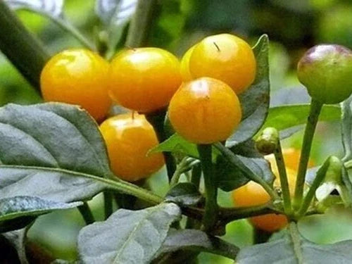 Ají Charapita Pepper Seeds - 10 Premium Capsicum chinense Small Spicy Peppers for Home Garden, Container, or Greenhouse Cultivation