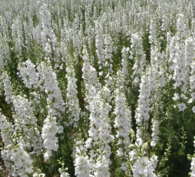 Delphinium Seeds White King Larkspur Non-GMO 200 Count for Floral Arrangements & Gardens - Delphinium elatum