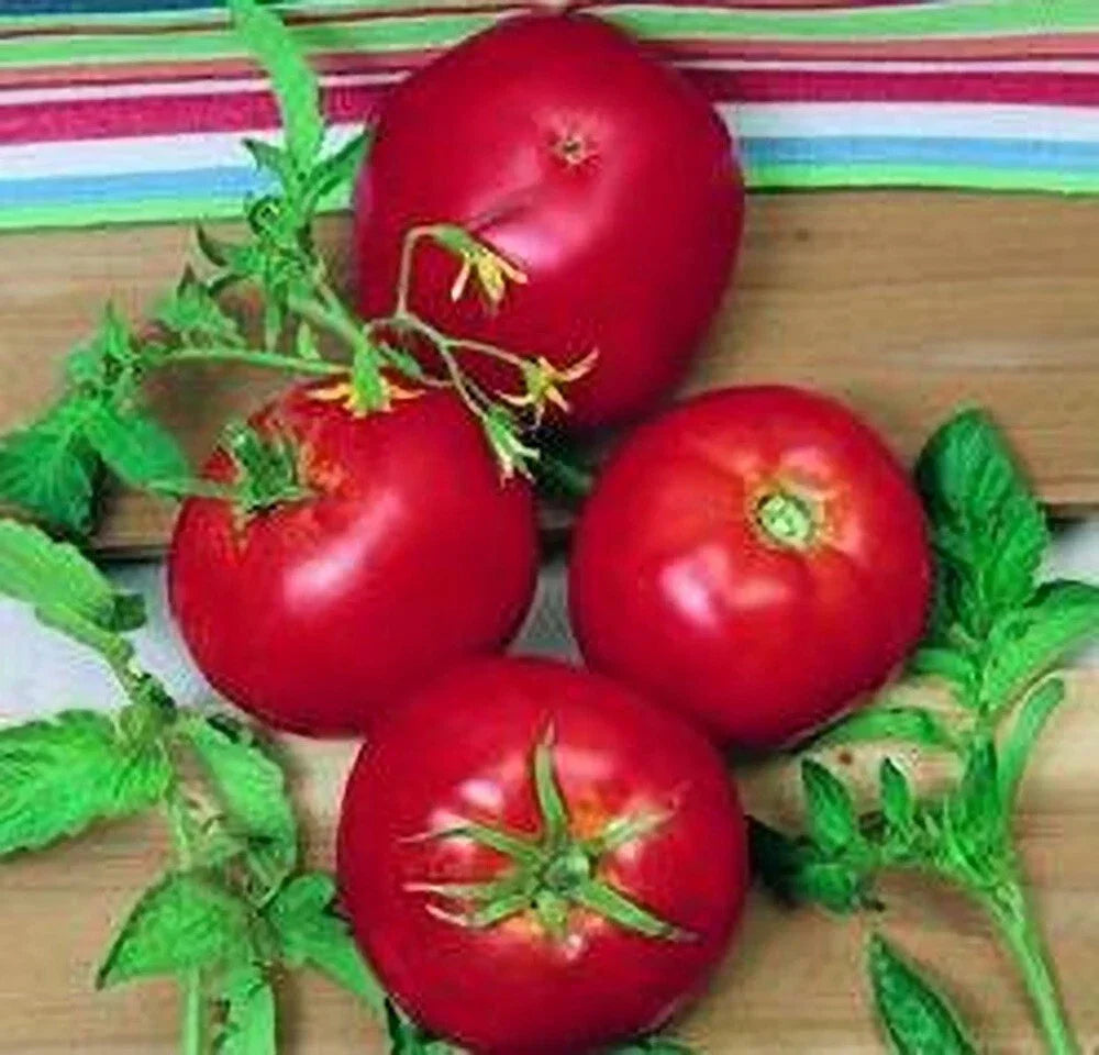Ace 55 Tomato Seeds - 120+ Heirloom Non-GMO Seeds for Home Gardening
