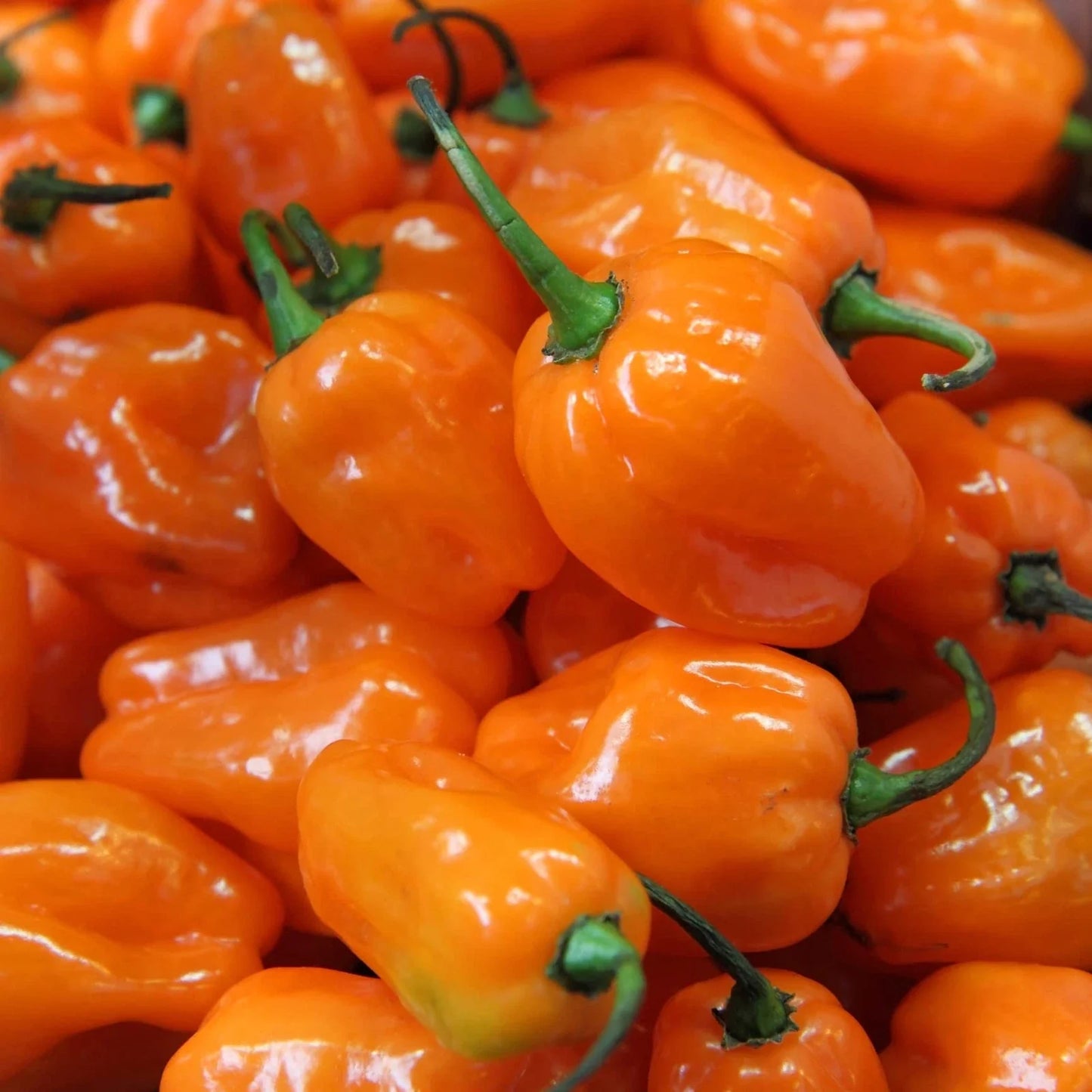 Habanero Pepper Seeds - 30+ Seeds, Hot & Tasty Capsicum chinense, Spicy Peppers for Gardening & Cooking