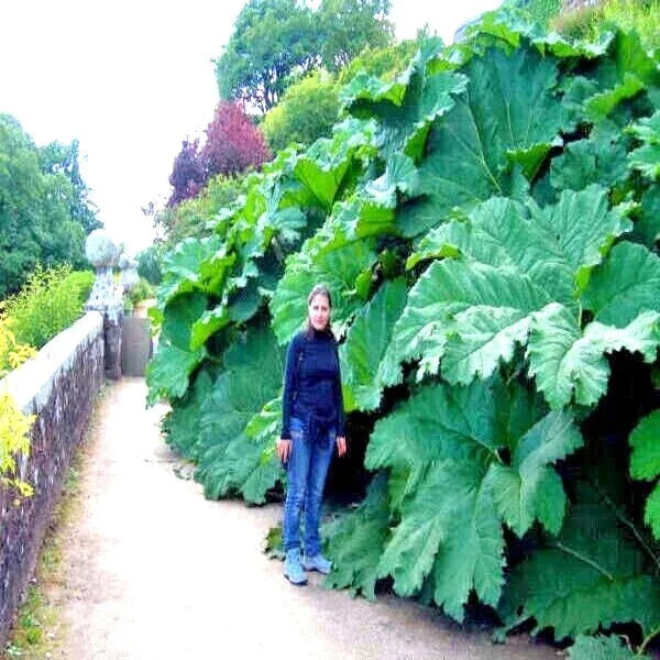 Gunnera Manicata Seeds - 25 Pack - Giant Hardy Exotic Plant - Dinosaur Food