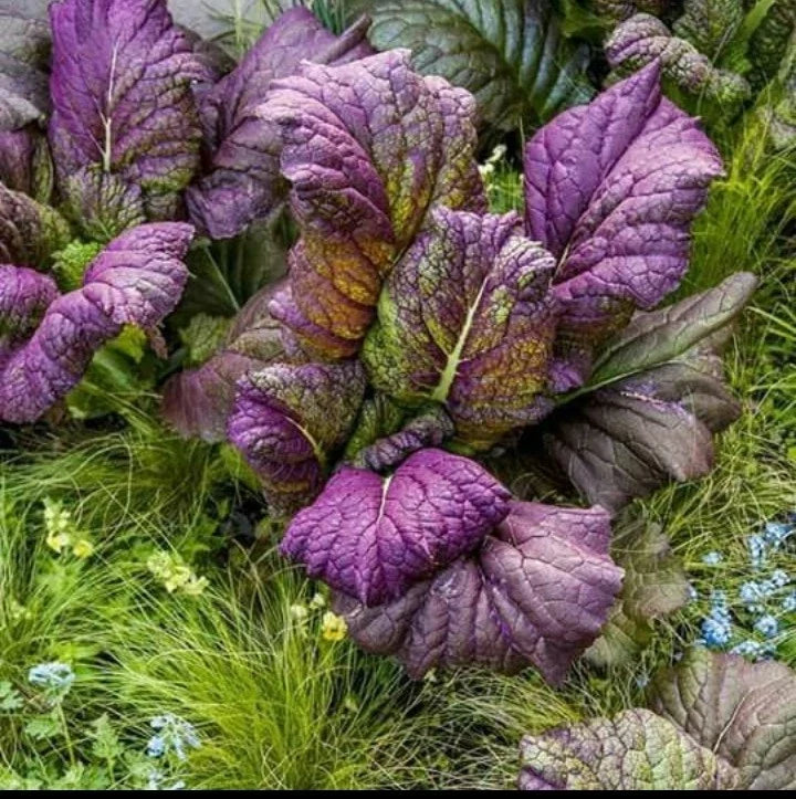 Osaka Purple Mustard Seeds - Organic Non-GMO Brassica juncea for Greens, Salads & Cooking, 200 Pack