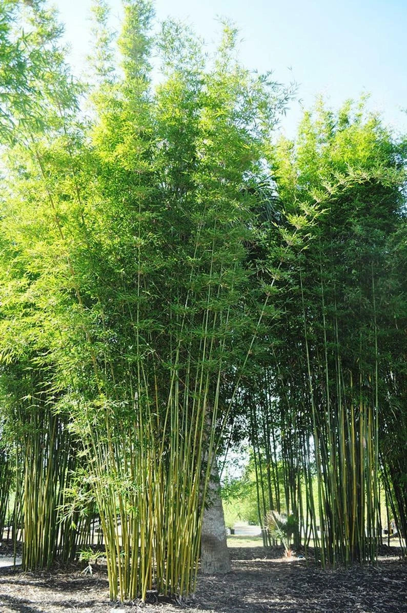 Bamboo Seeds 50 Count - Bambusa Oldamii Clumping Shade Privacy Plant - US Seller