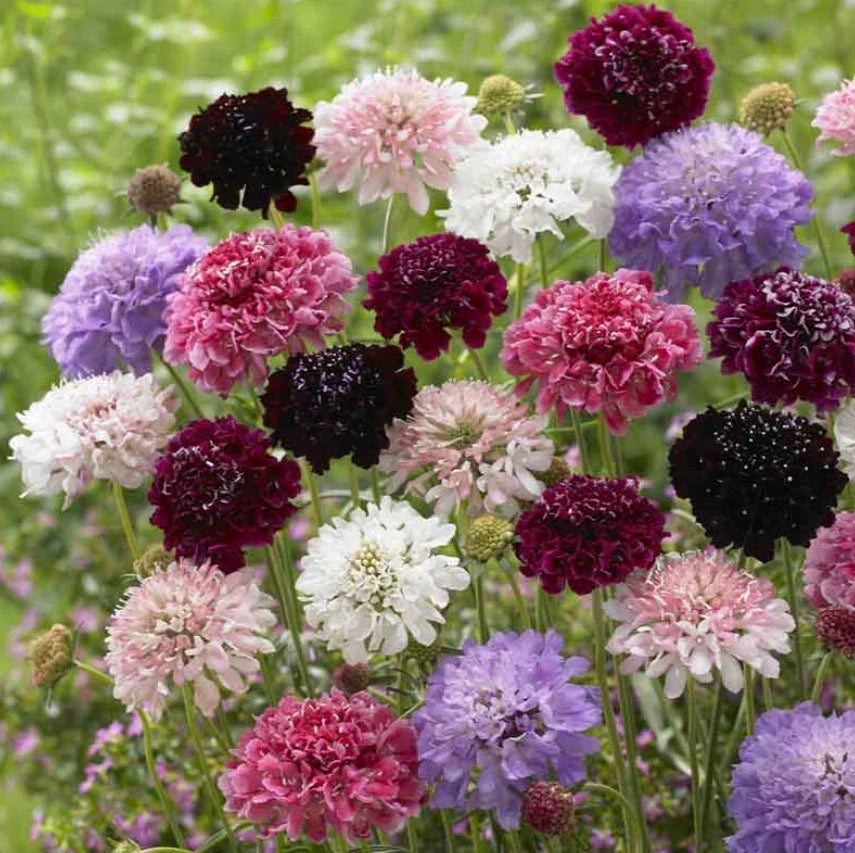 Scabiosa Pincushion Flower Seeds - Imperial Mix, Dried Everlasting, 200 Seeds, Scabiosa atropurpurea, Mixed Colors