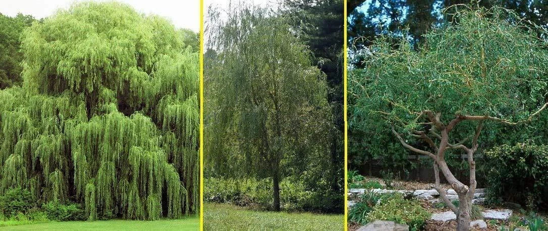 Willow Trees 5 Pack - Weeping & Austree Hybrid Salix babylonica & Salix × sepulcralis - Ready to Plant