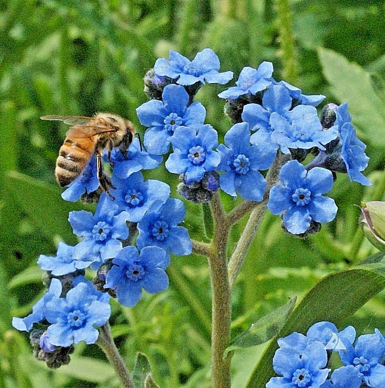 Chinese Forget-Me-Not Seeds - 400+ Wildflower Seeds for Summer & Fall Gardens - Myosotis sylvatica