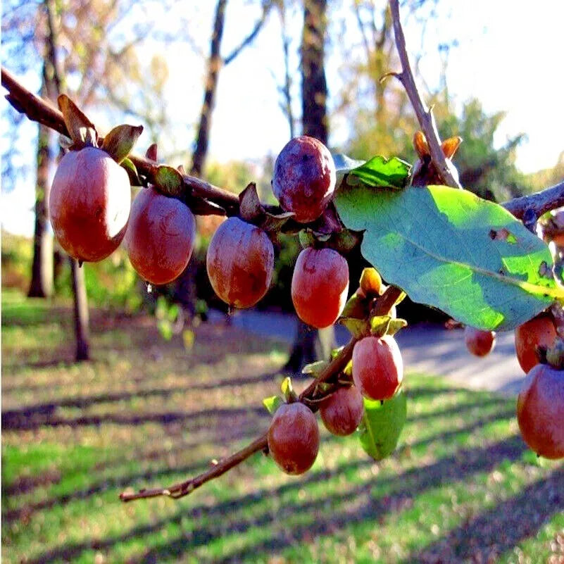 Date Plum Fruit Tree Seeds - Mediterranean Persimmon Diospyros Lotus Organic
