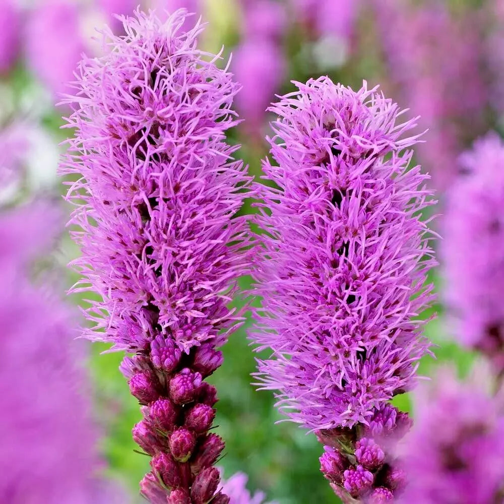 Liatris Spicata Bulbs 10-Pack Purple Blazing Star Flower Corms Perennial for Borders, Meadow Gardens, Butterfly Attracting
