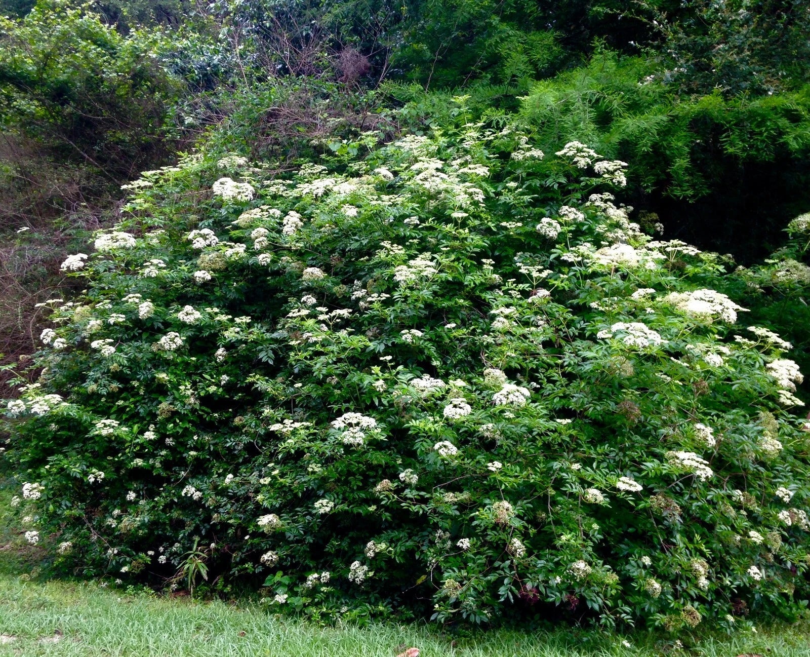 Thai Snow Ixora Starter Plant - Variegated White Flowers - Rooted Ixora chinensis in 4-inch pot