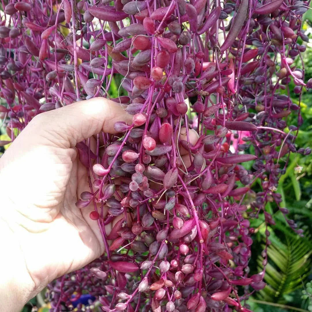 Othonna capensis Ruby Necklace Succulent Cuttings - 15 Pieces, Trailing, Colorful Foliage, Drought-Resistant Plant for Indoor & Outdoor Gardens