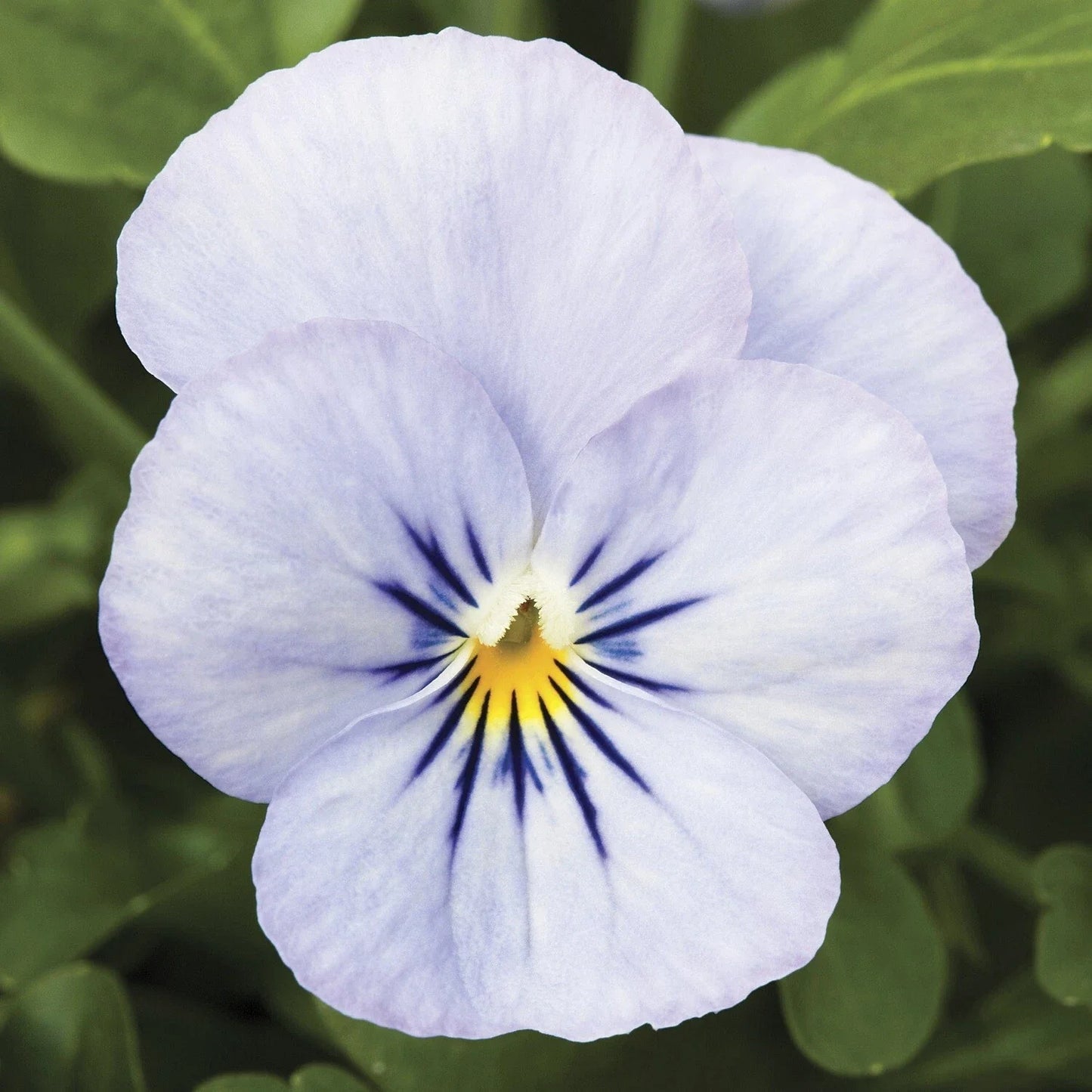 Viola Seeds 50 Count Endurio Sky Blue Martien Viola × wittrockiana Garden Flowers for Borders & Containers