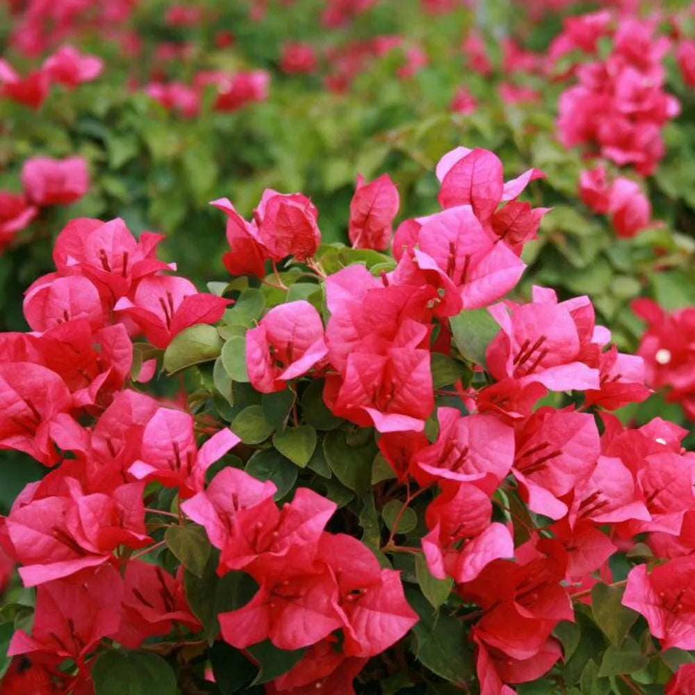 Bougainvillea Starter Plant JUANITA HATTE Variety Bare Root - Vibrant Purple-Magenta Blooms