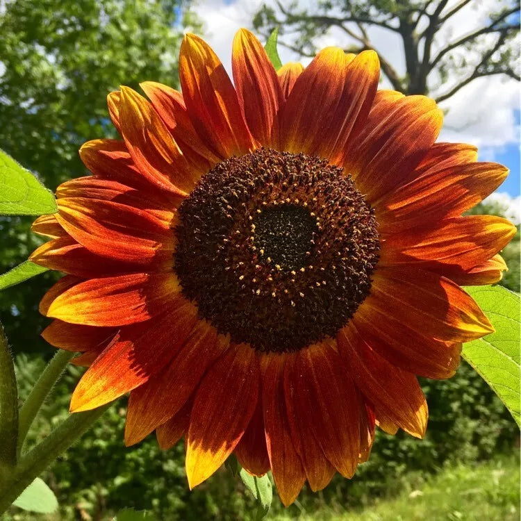 Evening Sun Sunflower Seeds - 25 Fresh Helianthus annuus Bright Yellow Blooms for Garden Planting