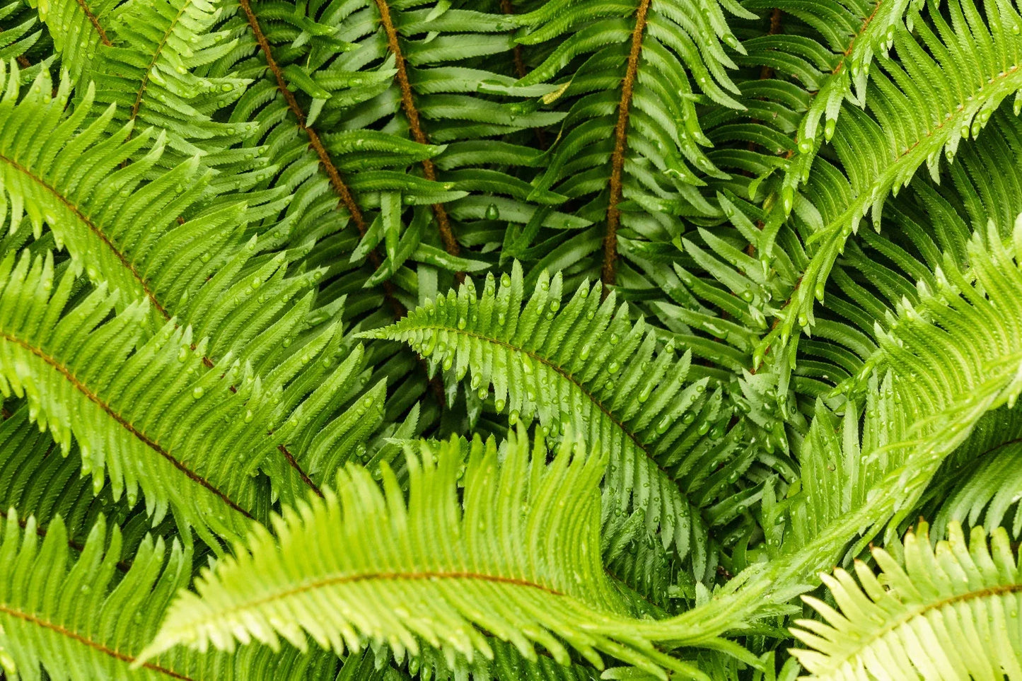Western Sword Fern Seeds, 2000 Seeds, Polystichum munitum, Hardy to -4°F, Garden & Landscaping Ferns