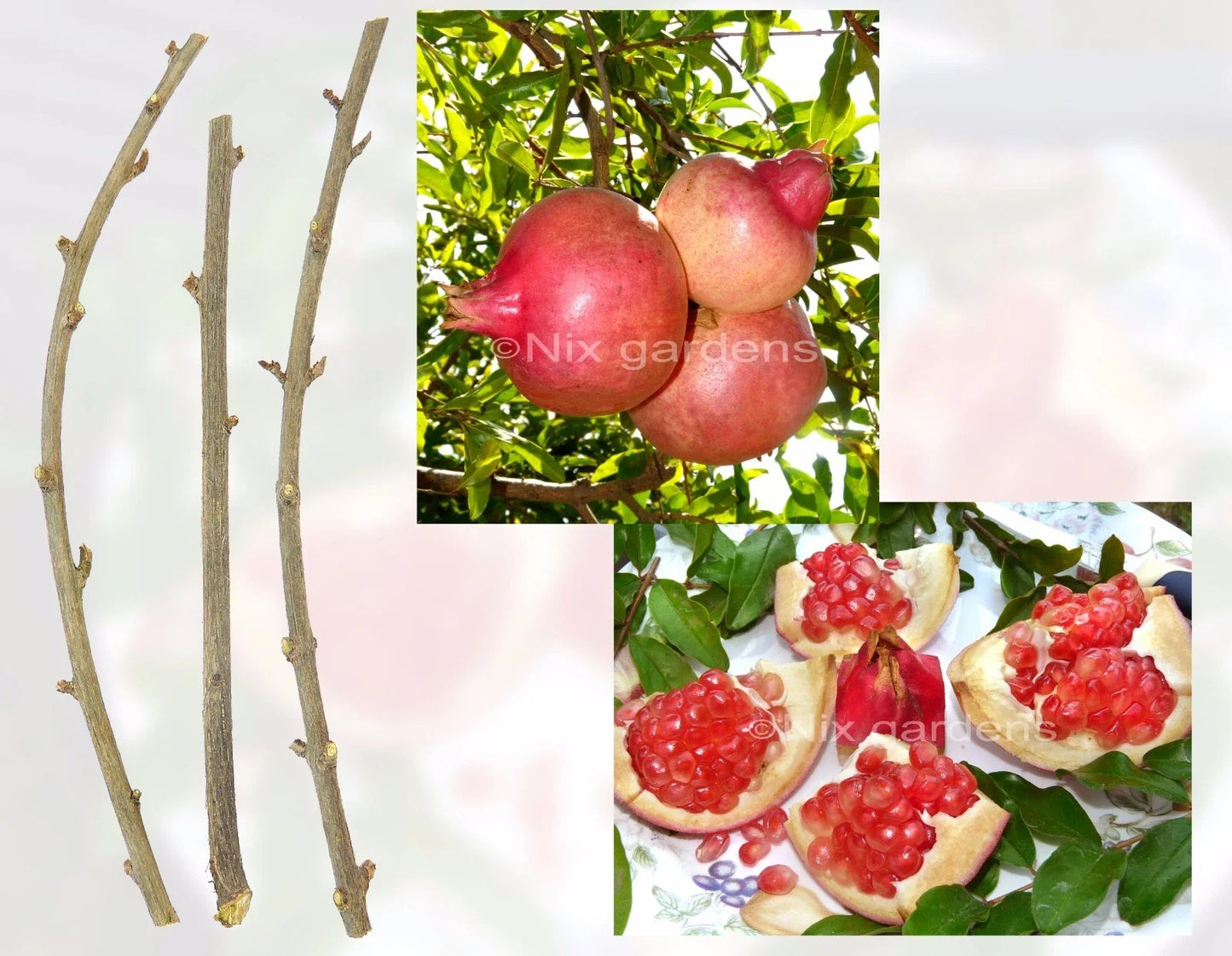 Pomegranate Tree Cuttings – 3 Fresh Propagation Clippings – Sweet Fruit – Punica granatum