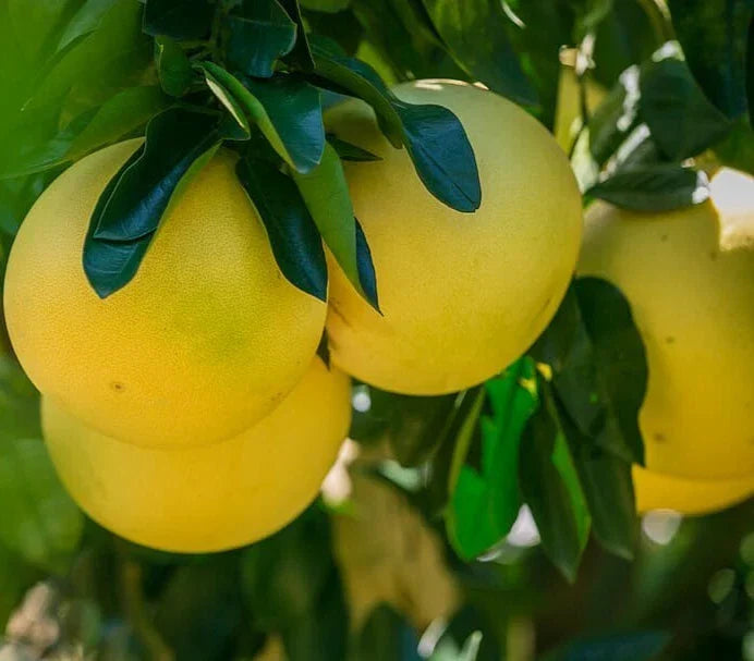 Red Fleshed Pomelo Fruit Tree Scions Cuttings 6-8 Inches for Rooting/Grafting Citrus maxima