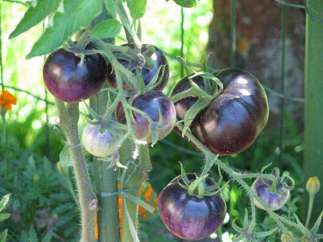 Blue Tomato Seeds - Heirloom Solanum lycopersicum - Antioxidant-Rich, Unique Blue Color, Full Sun, Non-GMO Seed Packet