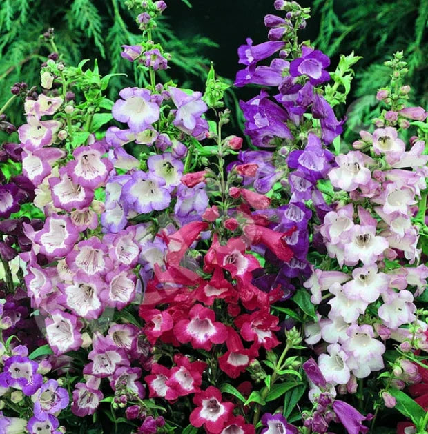 Penstemon Seeds - SENSATION MIX Perennial Beardtongue for Hummingbirds, 500+ Seeds