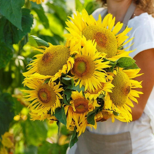 Dwarf Yellow Pygmy Sunflower Seeds, Non-GMO, Bee Friendly, Helianthus annuus, Compact, Pollinator Attracting, 25 Pack