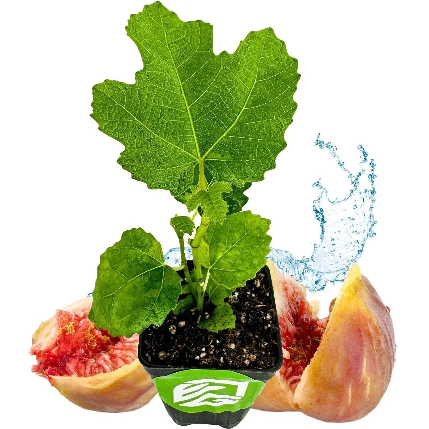 LSU Gold Fig Tree Live Plant - Sweet Golden Figs, Ficus carica, Edible Fruit-Bearing Plant