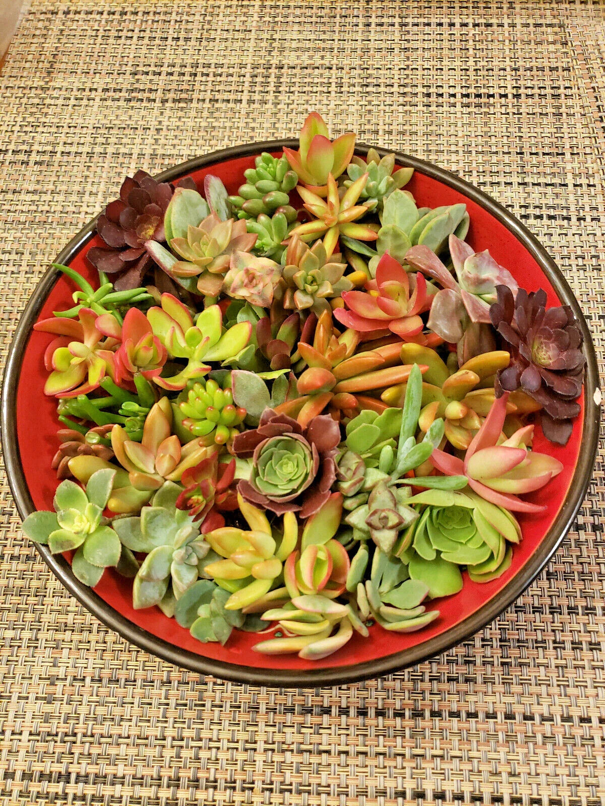 50 Succulent Cuttings Variety Pack - 30 Different Varietals for Collection Starter