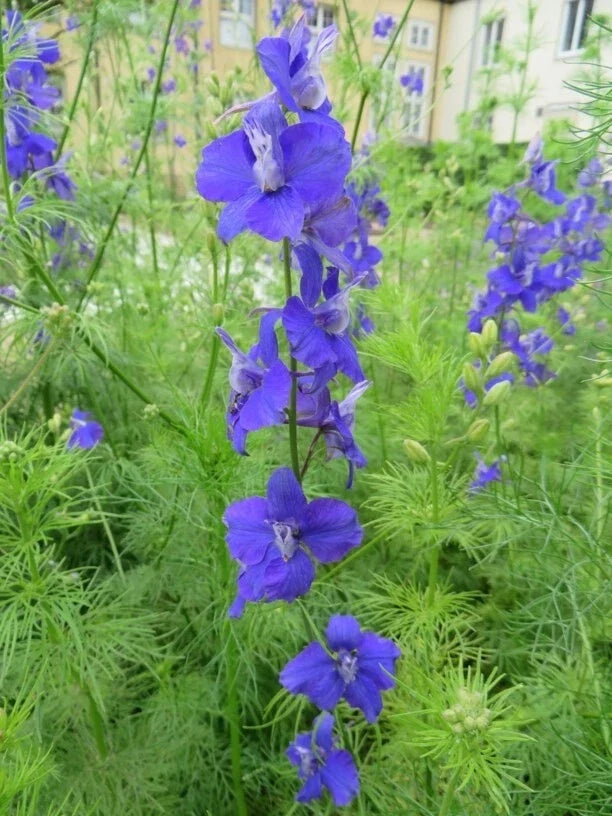 Delphinium Seeds 100 Pack - Blue, Pink, White Mix - Delphinium Ajacis - Garden Flower Seeds for Borders & Cut Flowers
