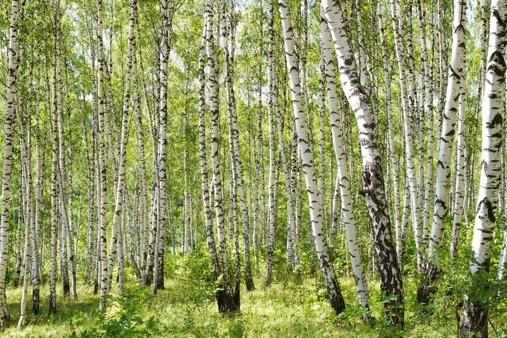 Gray Birch Seeds - 100+ Premium Betula populifolia Native Tree for Landscaping & Reforestation